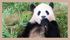 東京都恩賜上野動物園